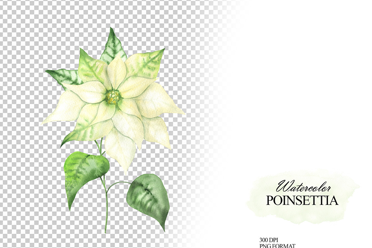 Watercolor white Poinsettia clipart, an Illustration by OlDm_Shop (Photo 10 of 11)