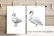 Trumpeter Swan Life Cycle Set, an Education Illustration by Tati Bordiu (Thumbnail 2 of 4)