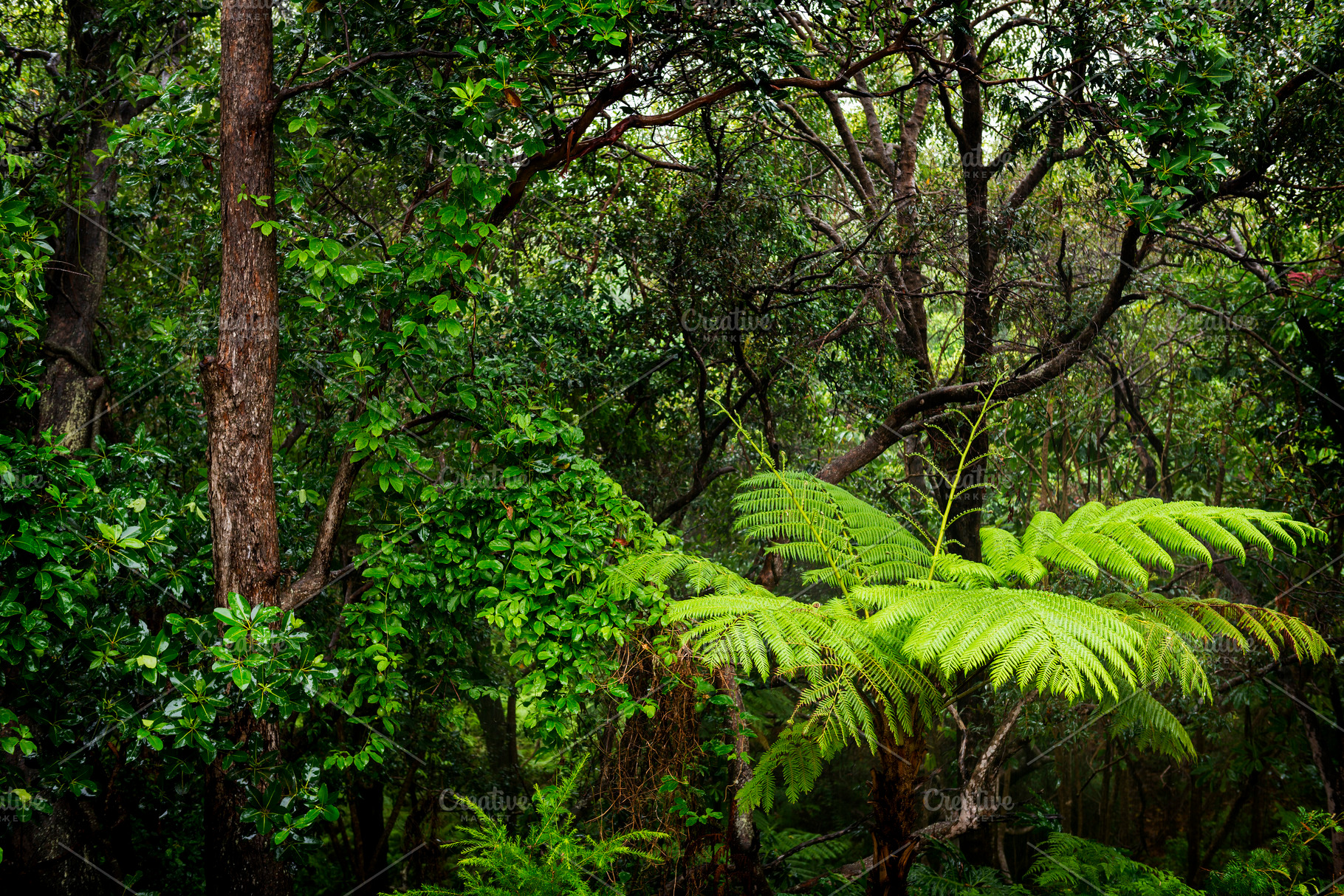 Rainforest, a Nature Photo by THP Creative