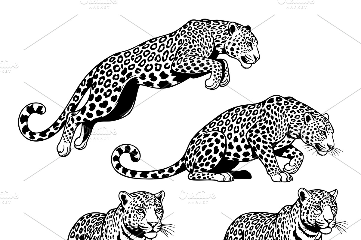 vector set of leopard in various., an Animal Illustration by yod67