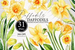 Watercolor daffodils clipart set