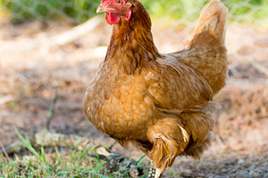 Chickens, an Animal Photo by THP Creative