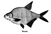 Fish collection, part 4, an Illustration by ZotovShop (Thumbnail 5 of 11)