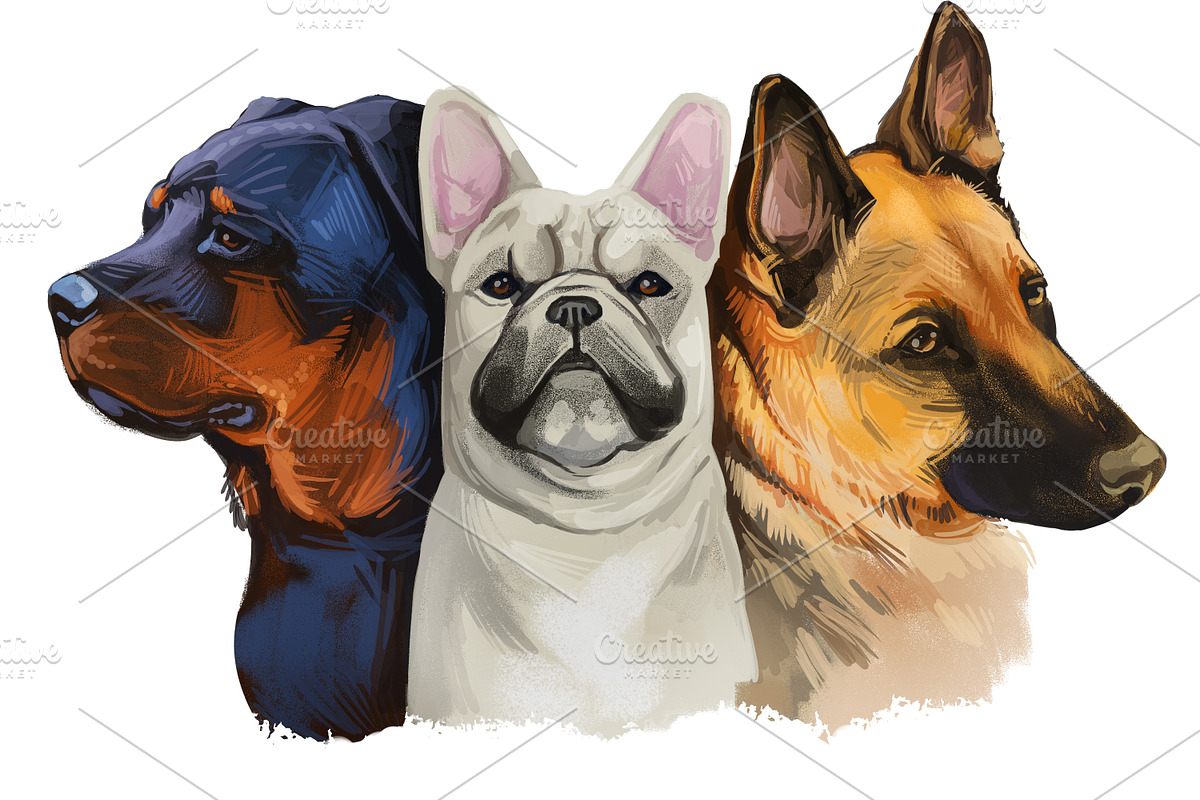 Popular Dog Breeds in World Pets Set, an Illustration by Dneprstock (Photo 1 of 4)