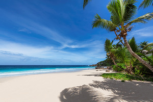 Coconut palms on sunny paradise