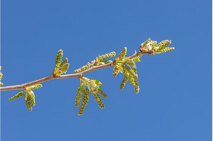 A beautiful mulberry tree with green