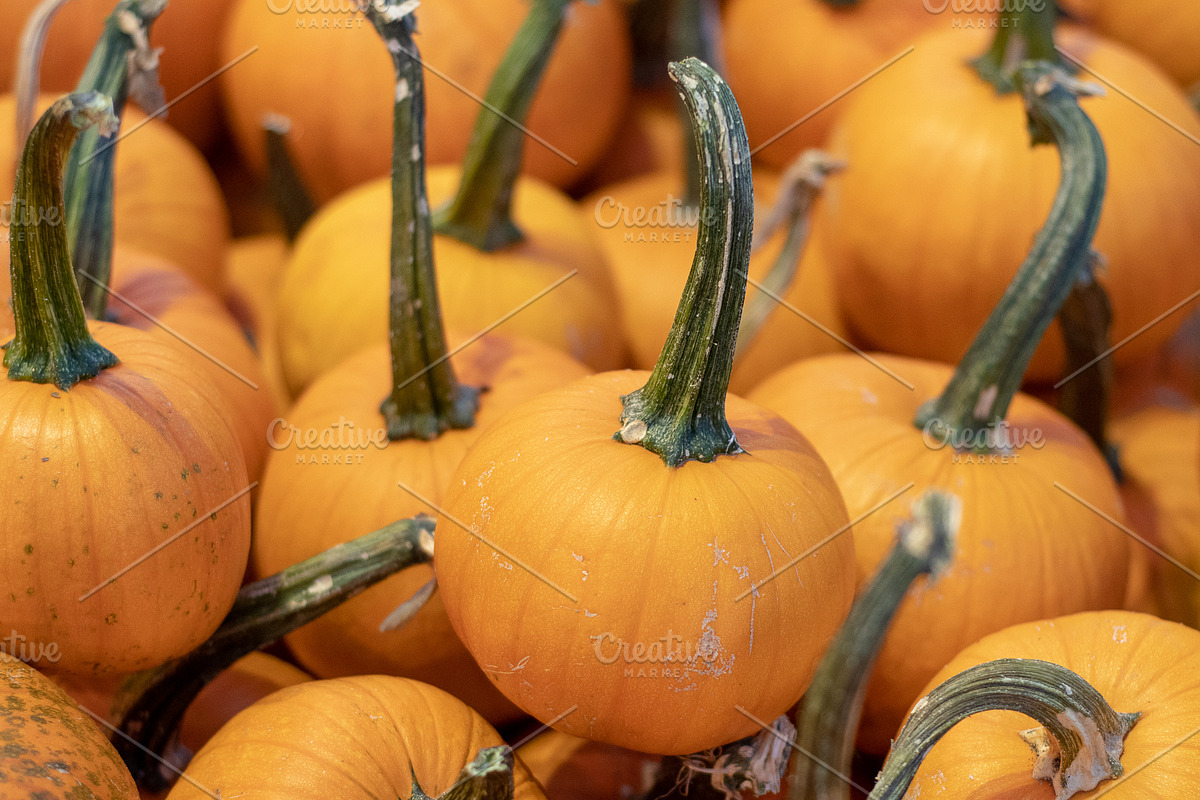 Fall Pumpkin Stock Bundle, a Holiday Photo by r.r.palacios (Photo 12 of 15)