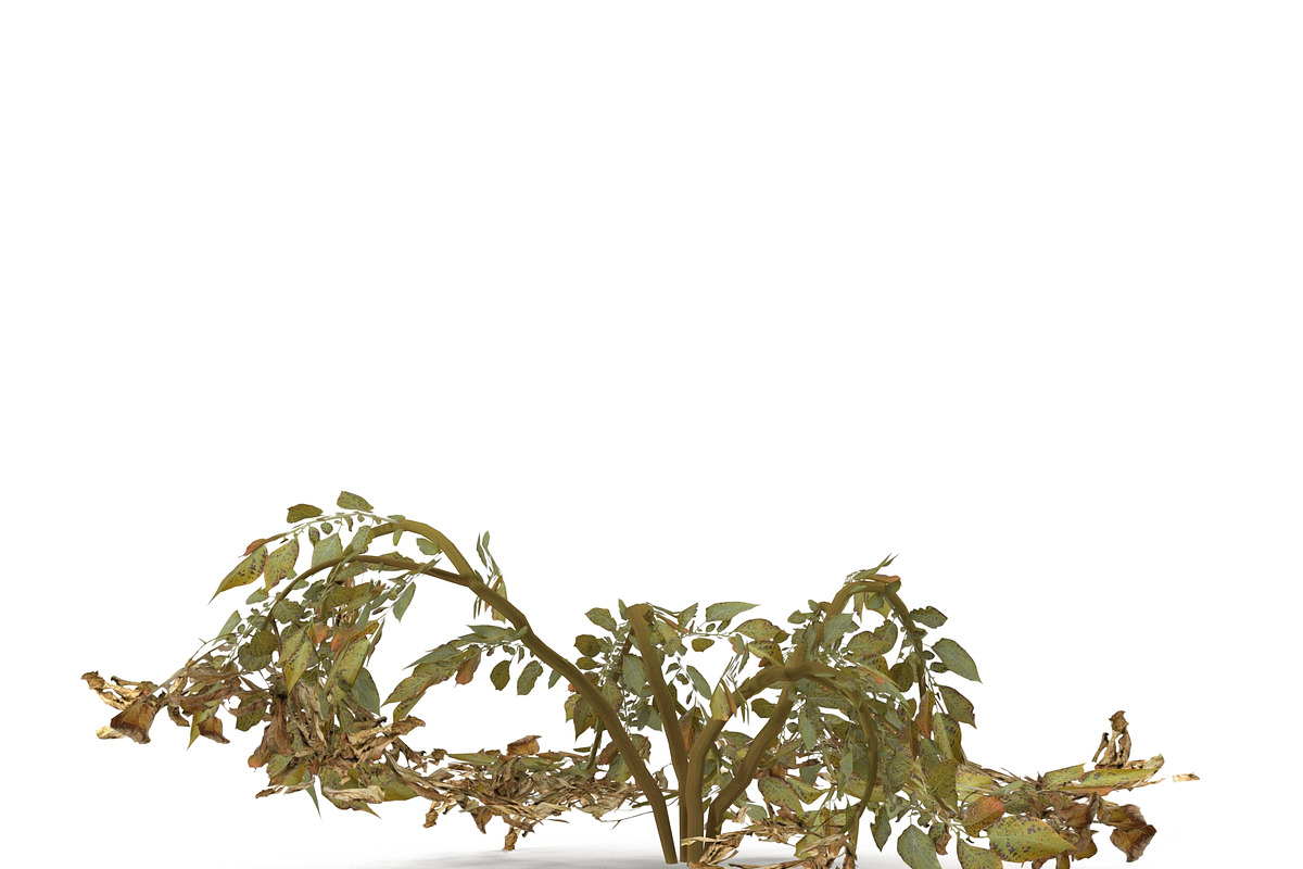 Withered potato tuber 2, an Environmental 3D Model by AndrewWhite (Photo 7 of 10)