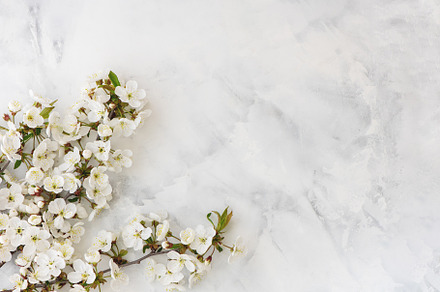 Spring cherry blossom on white stock photo containing cherry and white, a Nature Photo by Aliona Serzhanova