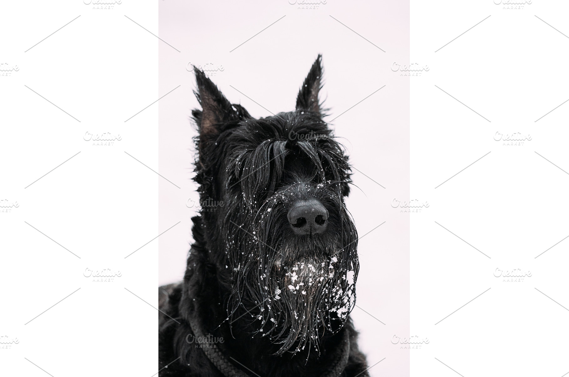 Portrait Of Young Black Giant, an Animal Photo by Our Amazing World