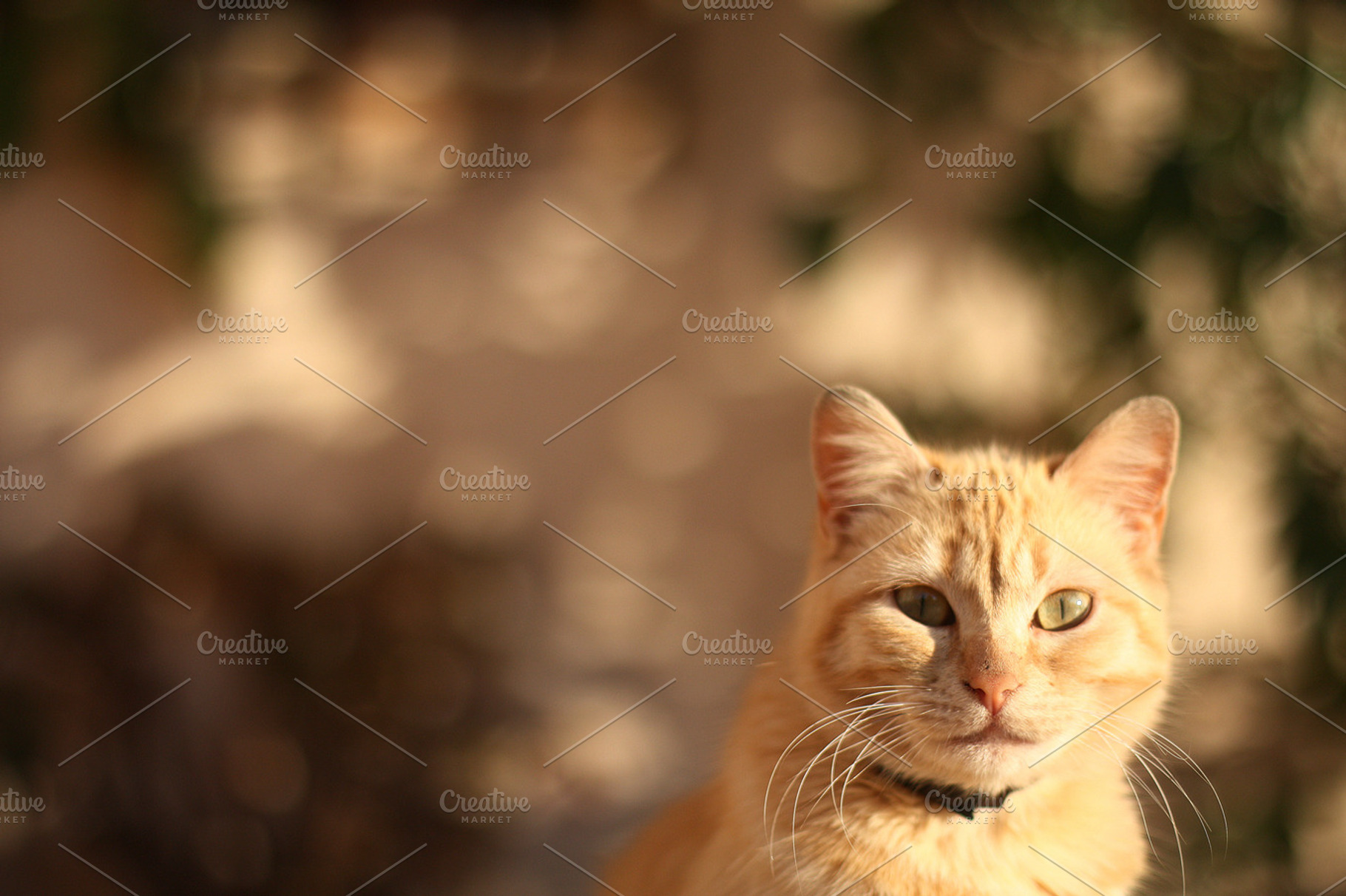 Mighty Cat