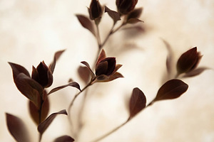 Elegant dark burgundy foliage, a Nature Photo by Virgo Studio