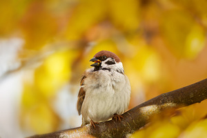 House sparrow standing on a tree., an Animal Photo by AlexBush