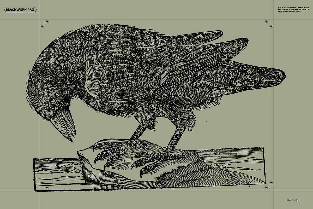 Birds of the World Illustrations, an Animal Illustration by Nomad Visuals (Photo 9 of 12)