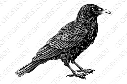 Crow Raven Rook Bird Vintage, an Animal Illustration by Christos Georghiou