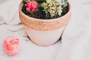 Succulent