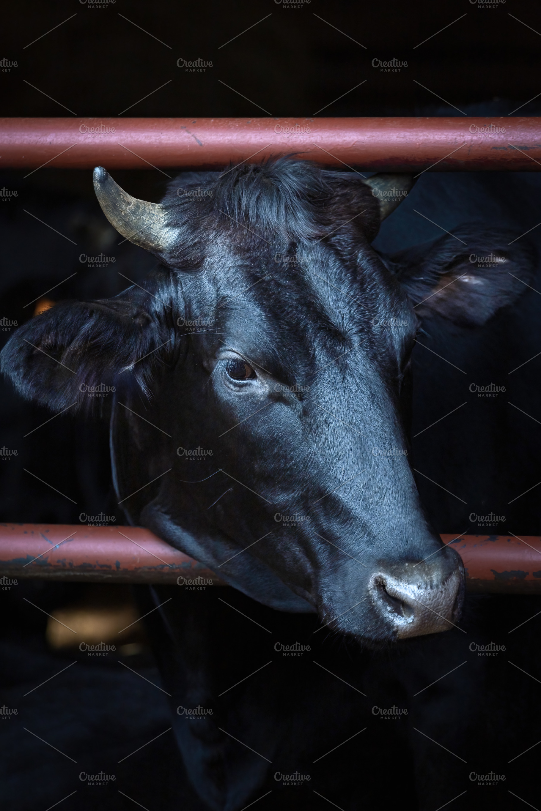 Black Wagyu Cow in a Dimly Lit Stabl, an Animal Photo by Perpis