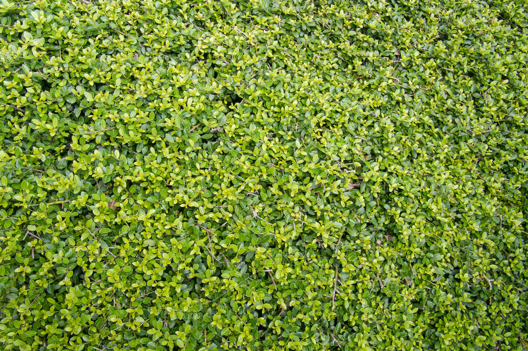 Green Hedge Or Shrub Texture Stock Photo Containing Abstract And Background