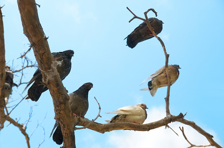 Pigeons on the branches, an Animal Photo by Vapi