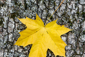 Yellow maple leaf, a Nature Photo by BOOCYS