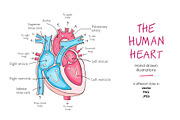 Human heart anatomy, an Education Illustration by Illustrationsforteachers (Thumbnail 1 of 2)