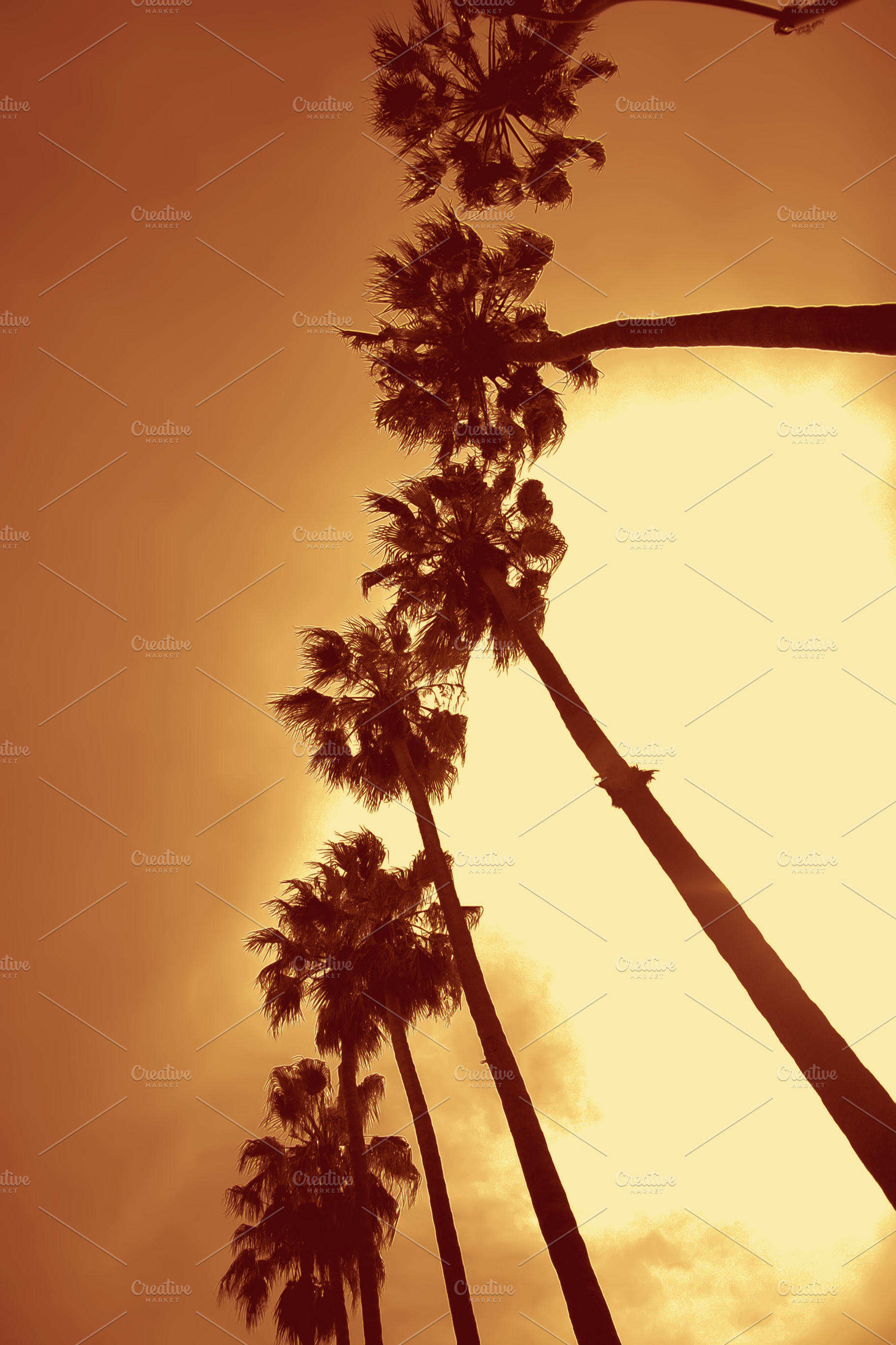 Row of Palm Trees (Photo), an Arts & Entertainment Photo by Tien Frogget