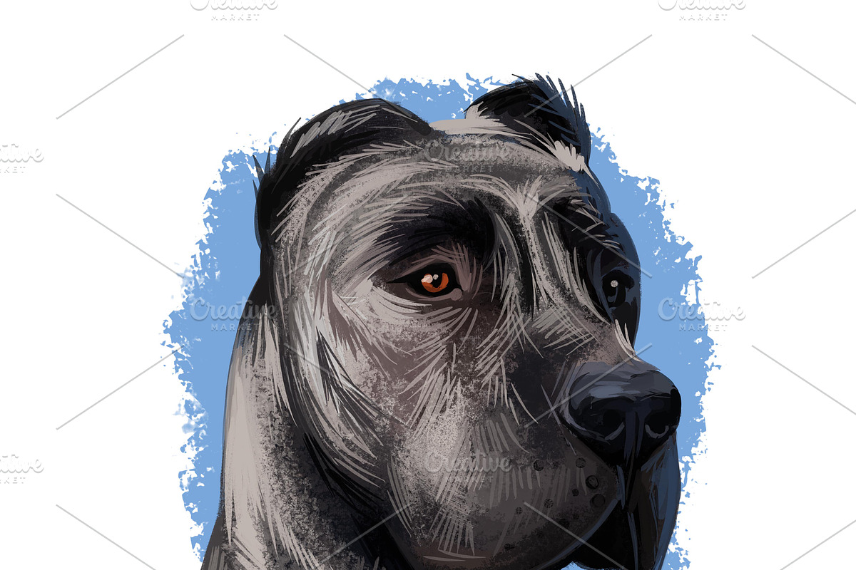 Mastiffs and Pugs 34 PSD Dogs Set, an Animal Illustration by Dneprstock (Photo 13 of 15)