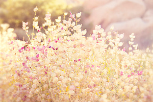 Fields of Gold and Pink