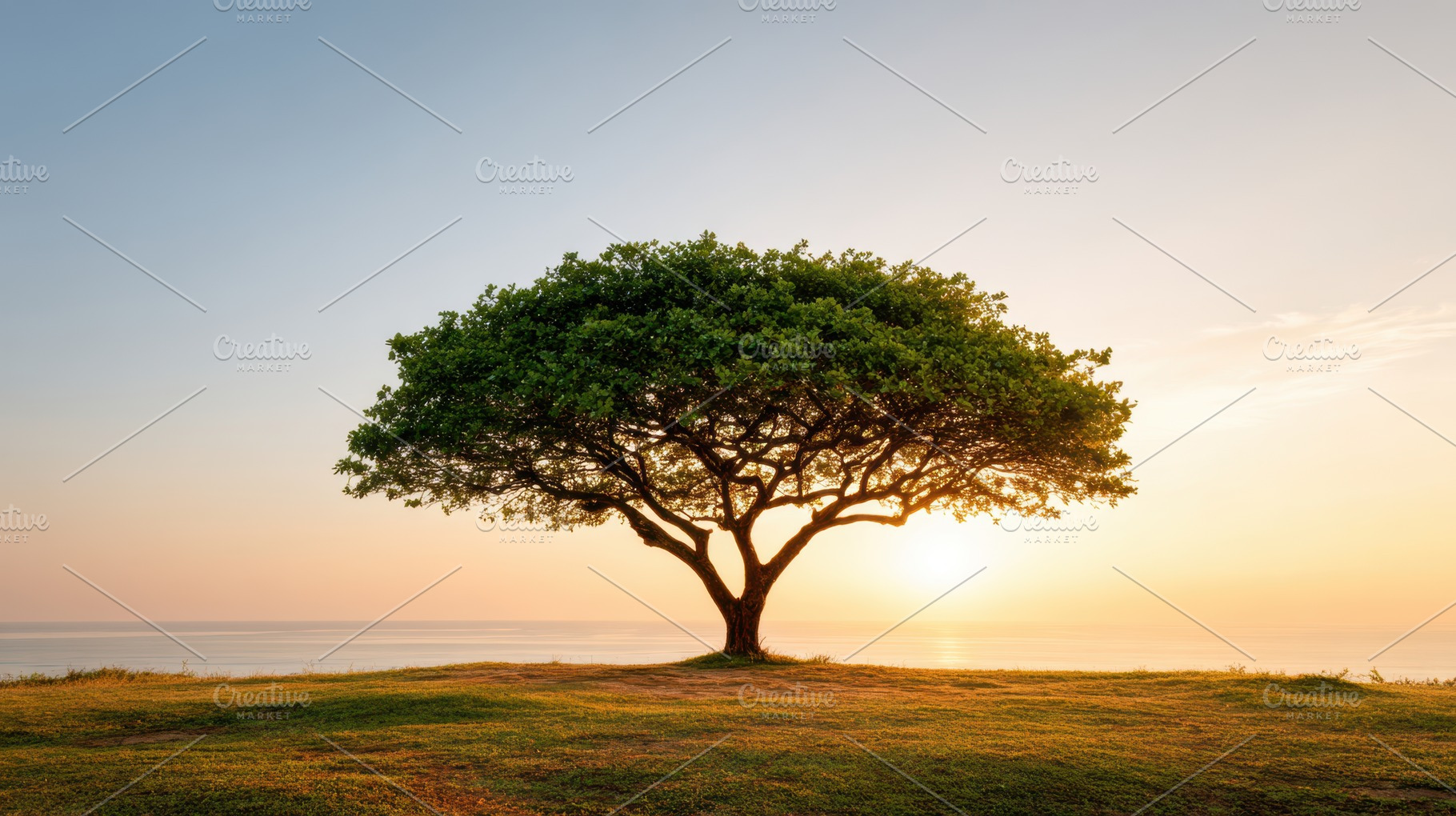 Solitary tree in a grassy field under cloudy sky, a Nature Photo by AlyaAnd