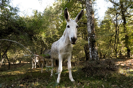 White donkey looking at camera