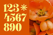 Shyne Roska Groovy Retro Serif, a Serif Font by timelesstype.co (Thumbnail 12 of 20)