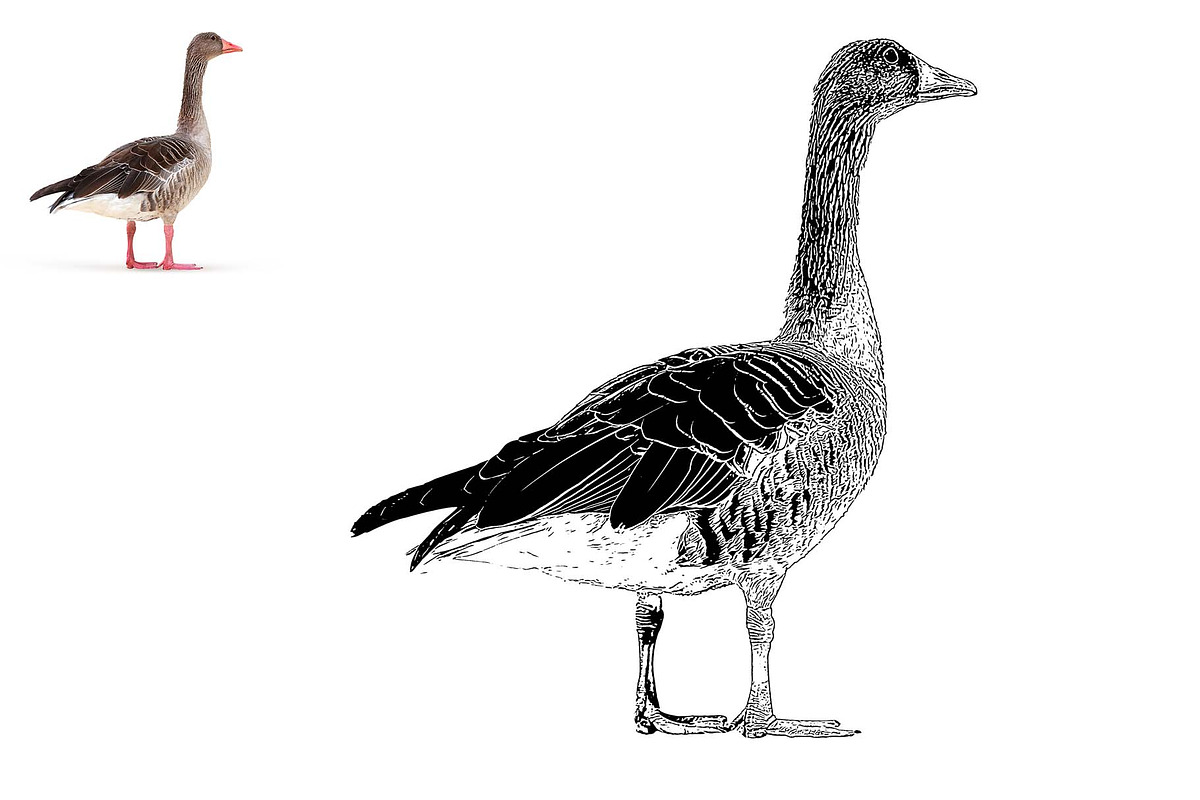 Animal Photo to Tracing, an Action Add-On by MRI STUDIO (Photo 5 of 10)