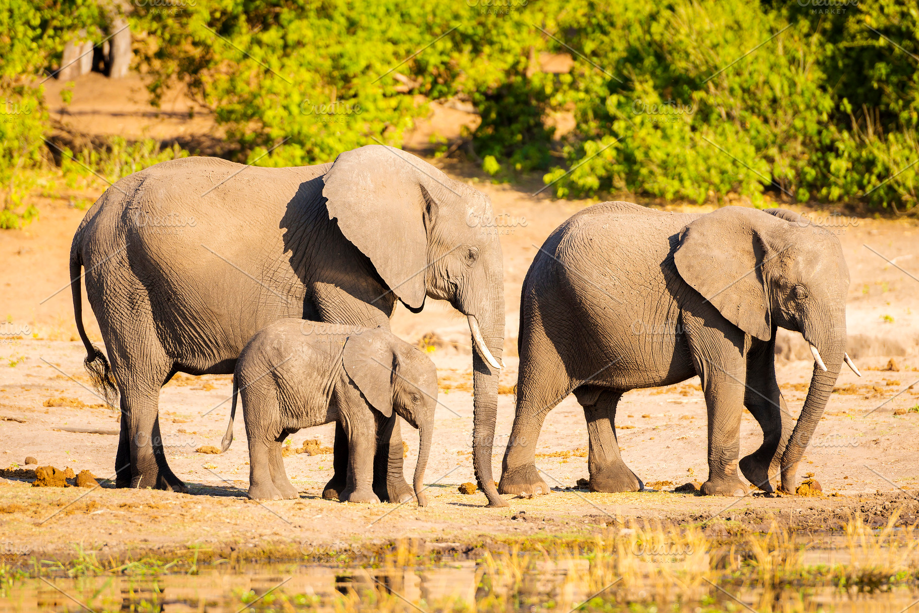 Elephant Herd At Rivers Edge, an Animal Photo by THP Creative