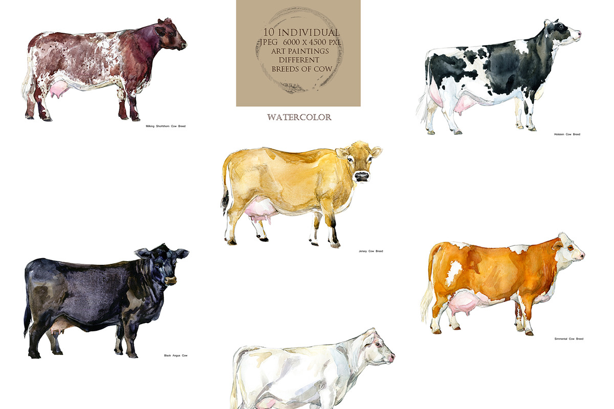 Cattle & Bulls Megabundle: 28 Breeds, an Animal Illustration by FineArt (Photo 16 of 16)