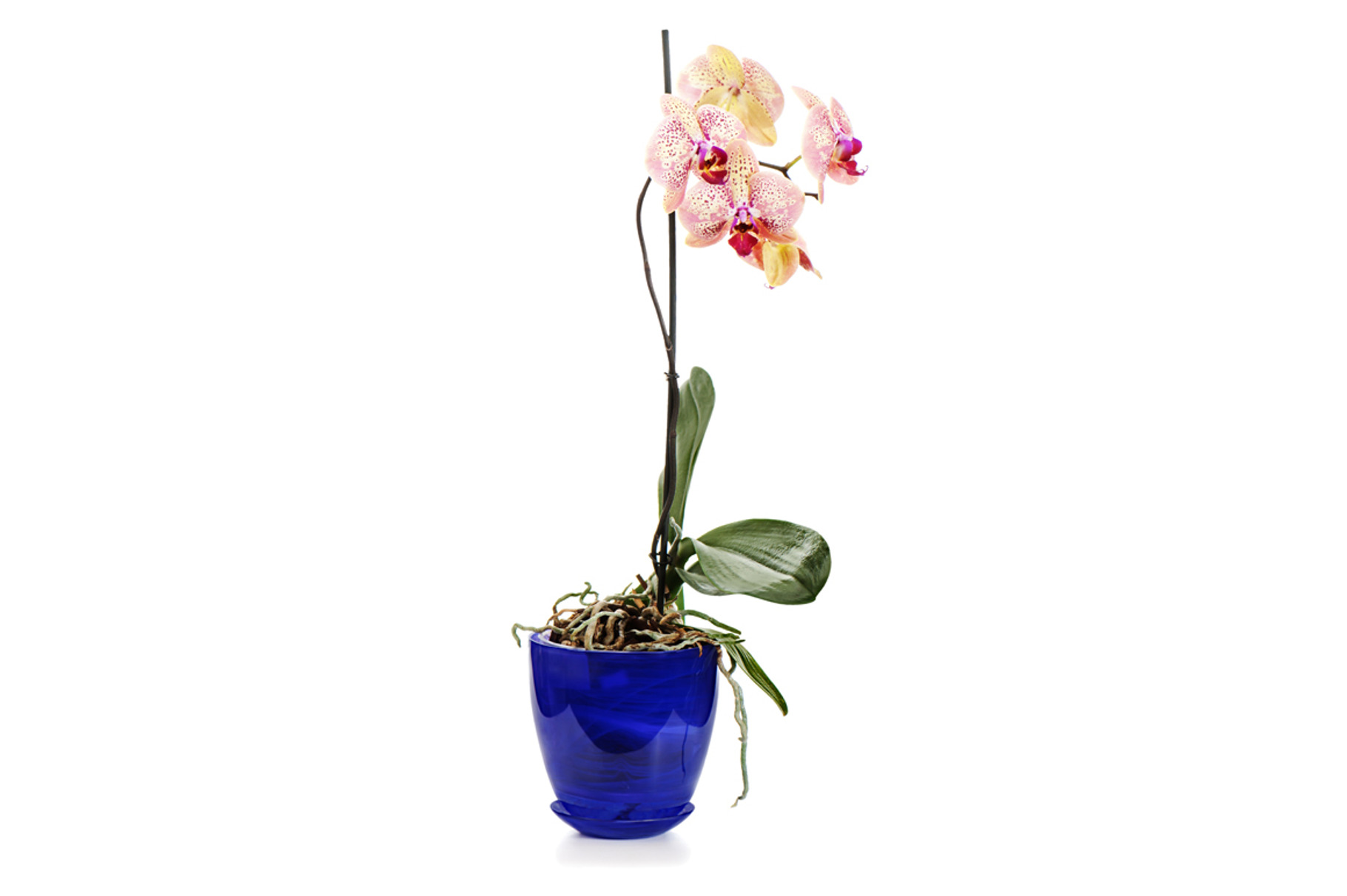 Flowers bouquet containing background, beautiful, and birthday, a Nature Photo by PhIllStudio