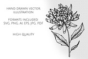 Aster Line Art SVG, an Object Graphic by Dervik Art Store (Thumbnail 6 of 7)