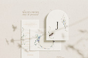 WILDFLOWERS tiny watercolor floral, a Decorative Illustration by Lana Elanor (Thumbnail 7 of 15)