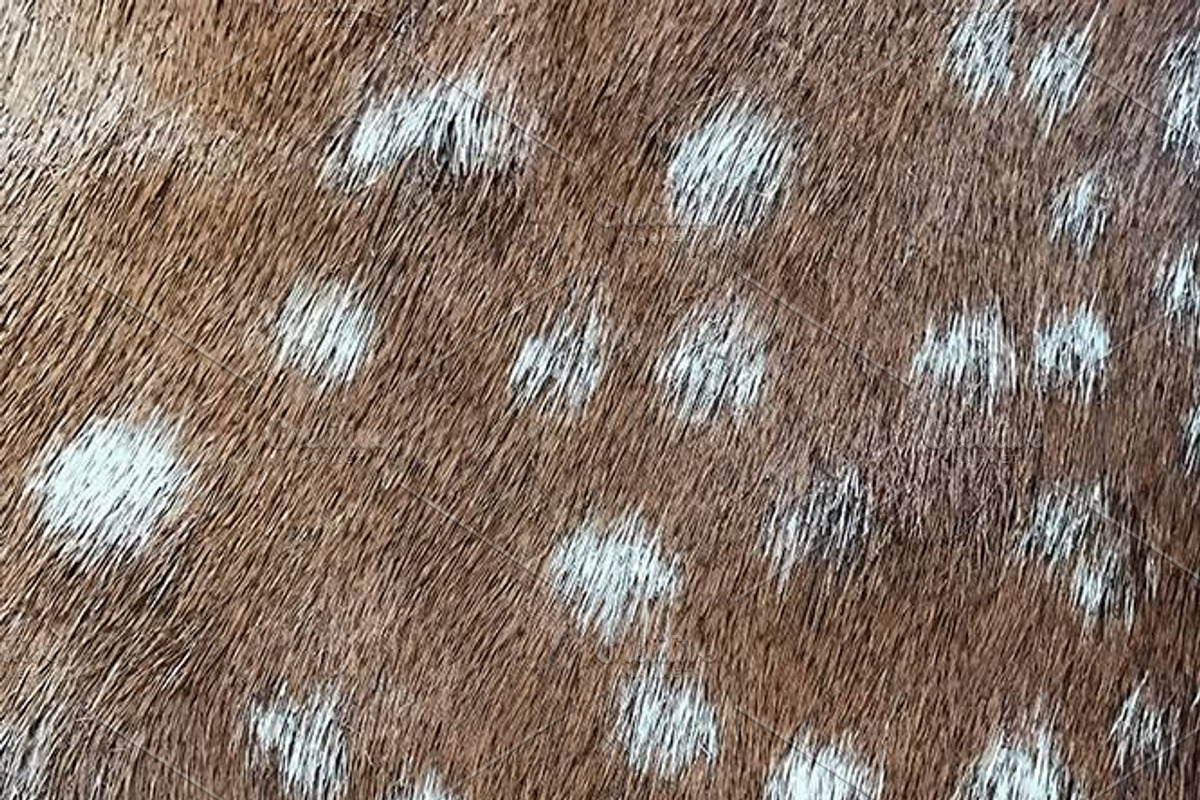 Forest Secrets Woodland Collection, a Pattern Graphic by Blixa 6 Studios (Photo 4 of 5)