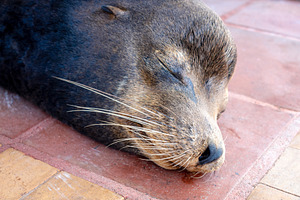 Close-up of Sea Lion Resting on Santa Cruz Island, an Animal Photo by GoodGoods