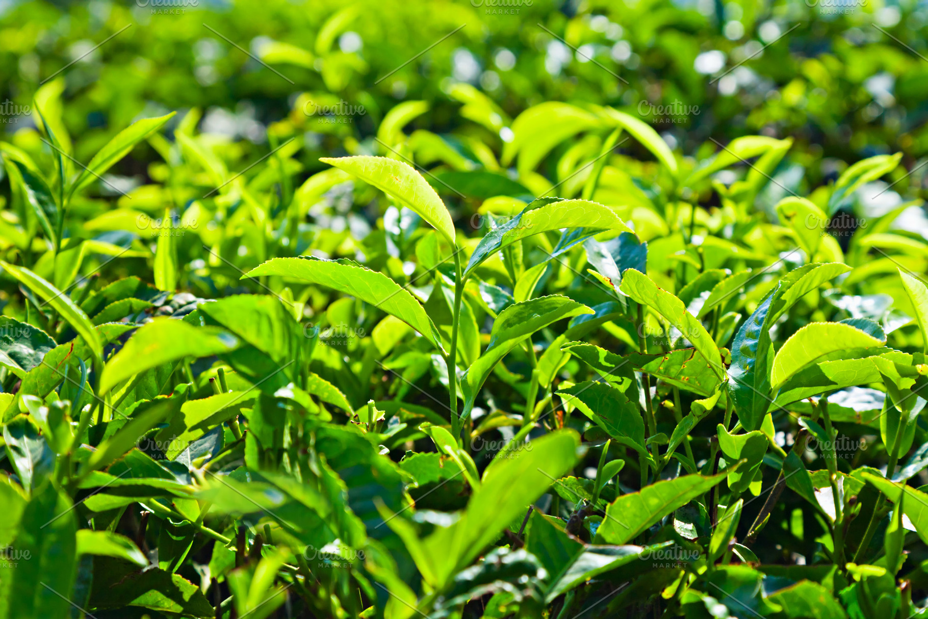 Tea leaves, a Photo by saiko3p