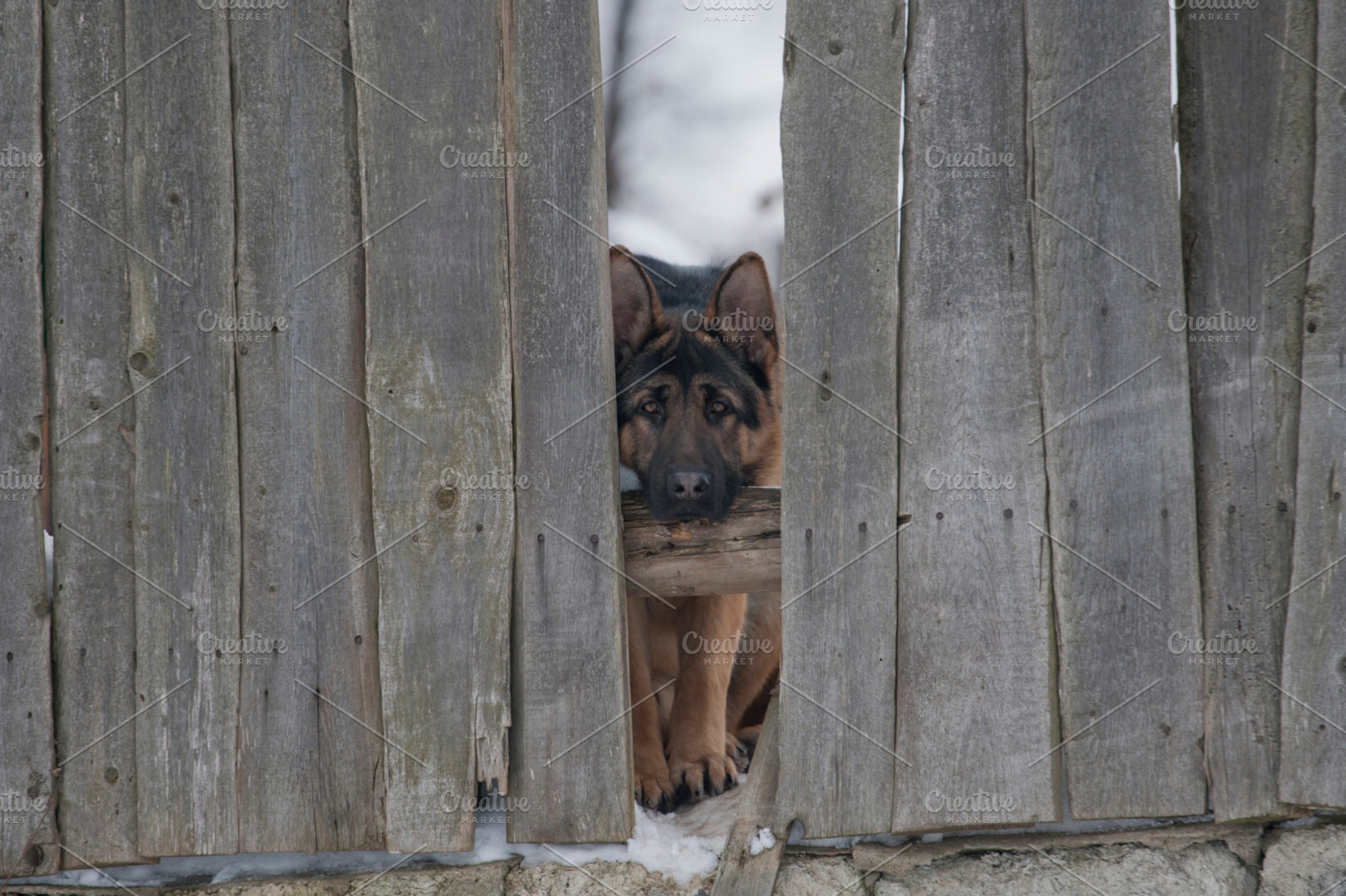Dog Behind A Fence Containing Shepherd German Dog And Animal