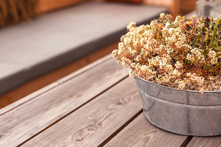 Potted heather flowers on wooden table outdoors, an Architecture Photo by Dvoevnore photos
