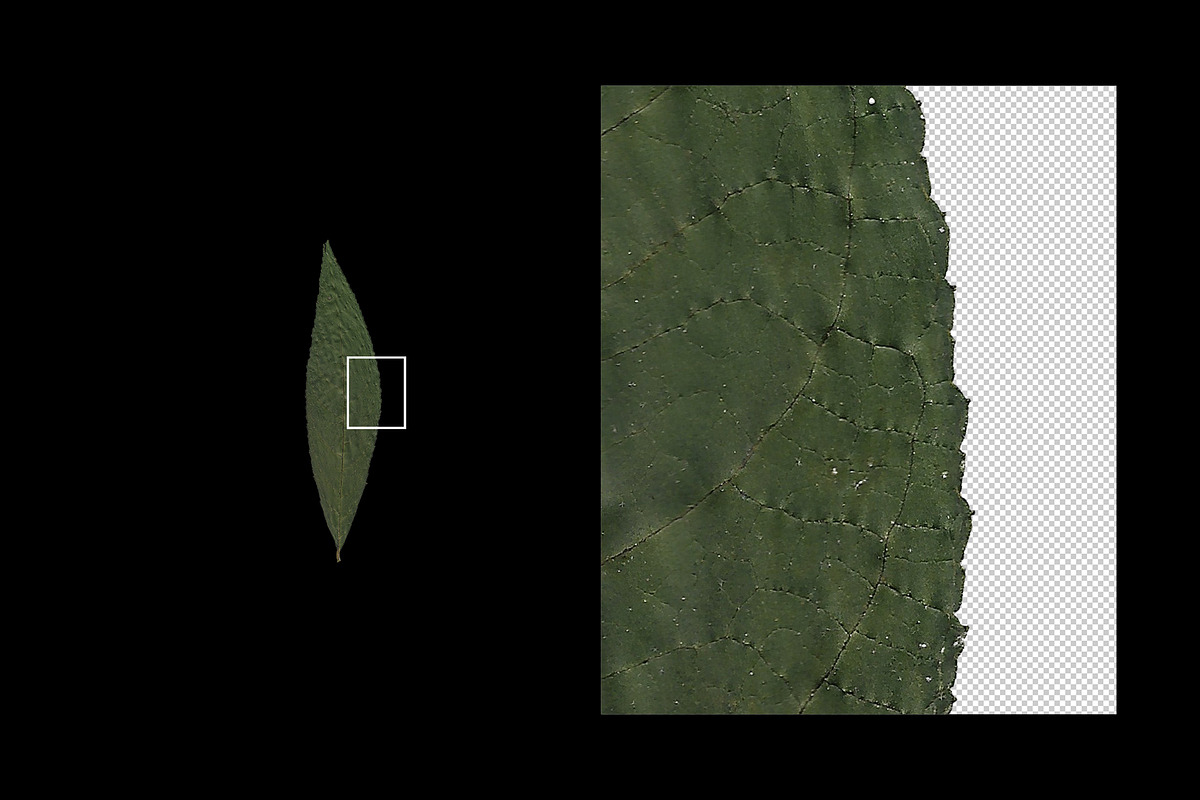 Autumn Leaves – 15 Isolated Assets, an Object Graphic by MarkSupply (Photo 3 of 7)