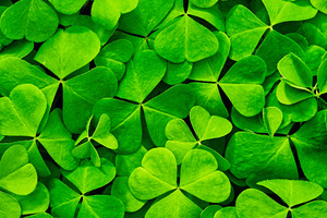 Green clover leaves illuminated by bright sunlight. Fresh shamrock foliage back
