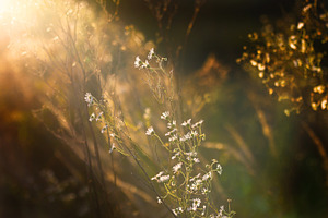 summer meadow flowers
