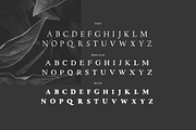 Walker: a Handlettered Serif, a Serif Font by Margot + Co (Thumbnail 4 of 11)
