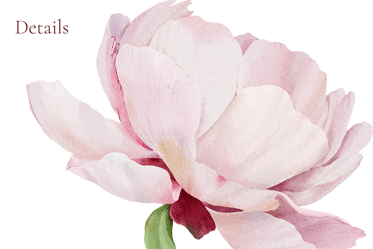 -30% Watercolor Peony Collection, an Object Illustration by bloomscape (Photo 5 of 10)