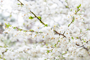 White flowers of branch cherry tree, a Nature Photo by Vapi