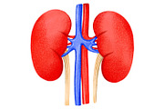 Human Internal Organs Clipart, a Healthcare Illustration by the_myro (Thumbnail 9 of 11)