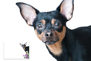 15 Dog Styled Photos, an Animal Photo by WildStrawberry Magic (Thumbnail 11 of 11)